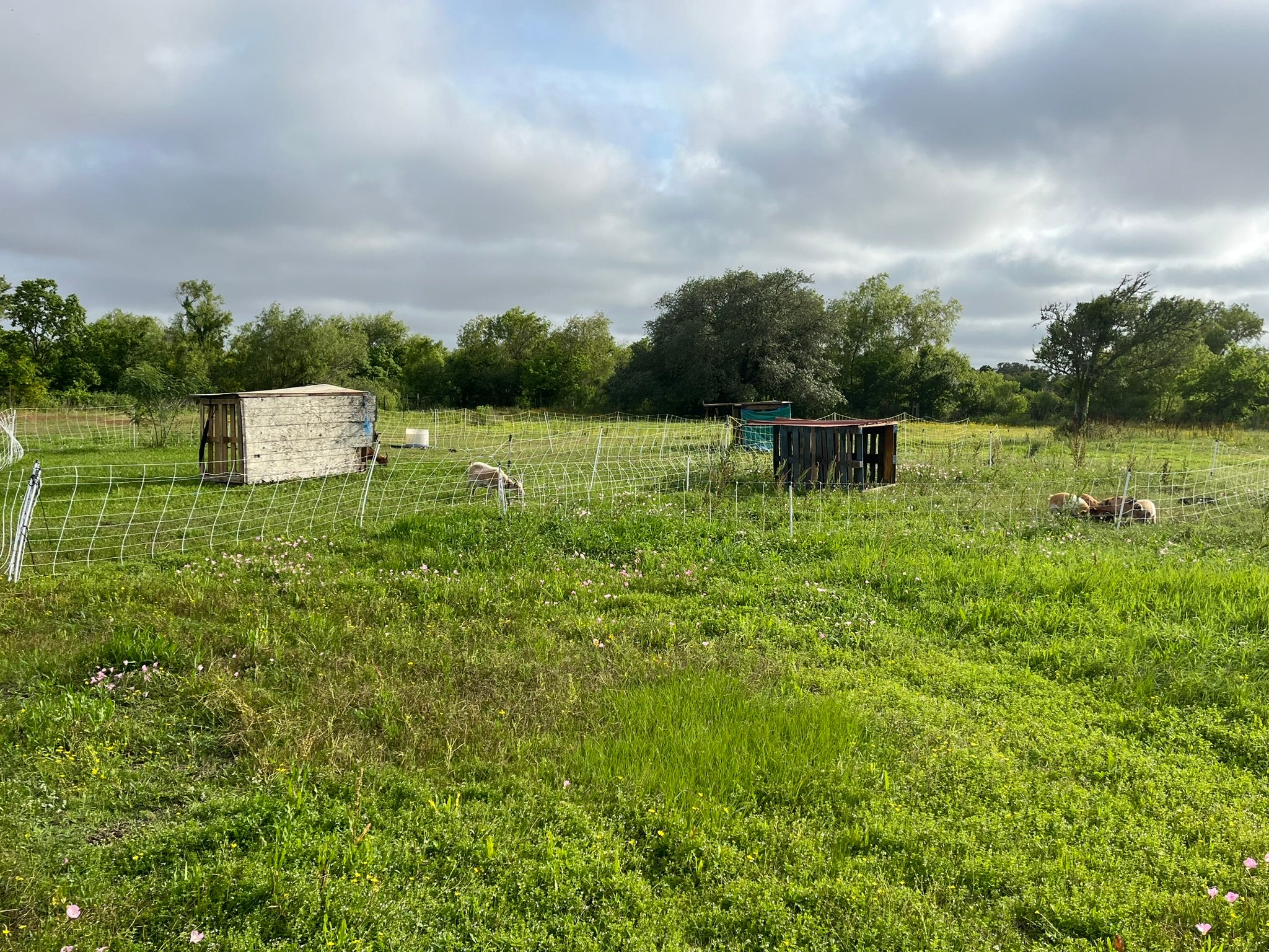 Pork Sales Brazoria County